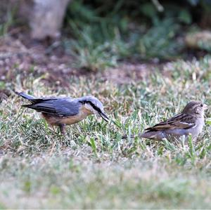 Wood Nuthatch