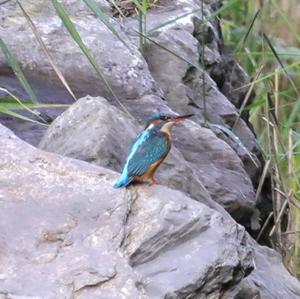 Common Kingfisher