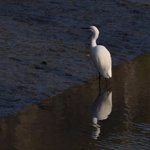 Little Egret