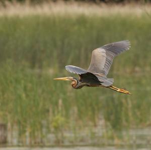 Purple Heron