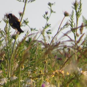 European Goldfinch