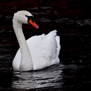 Mute Swan