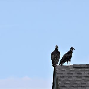 Black Vulture