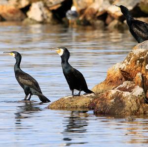 Great Cormorant