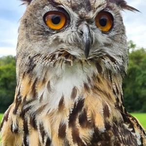 Eurasian Eagle-owl