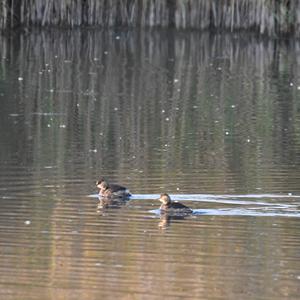 Little Grebe