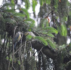 Blue Tit