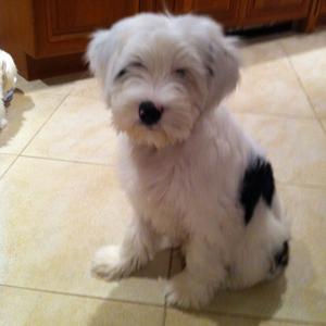 Tibetan Terrier