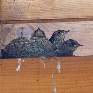 Spotted Flycatcher