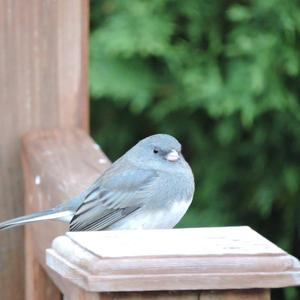 Dark-eyed Junco