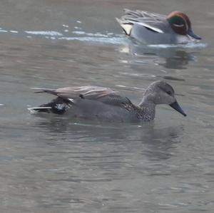 Gadwall