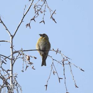 Red Crossbill