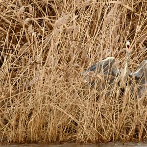 Great Bittern