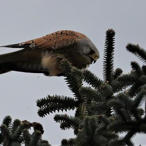 Common Kestrel