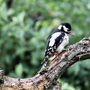 Great Spotted Woodpecker