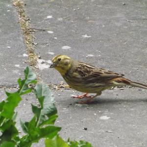 Yellowhammer