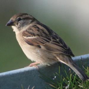 House Sparrow