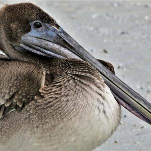 Brown Pelican