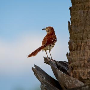 Rote Spottdrossel