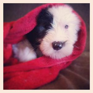 Old English Sheepdog