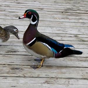 Wood Duck