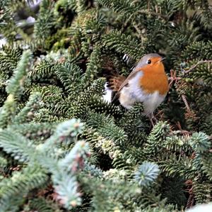 European Robin