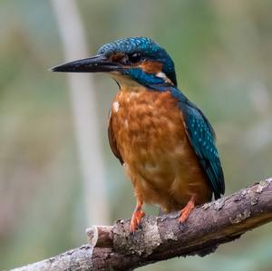 Common Kingfisher