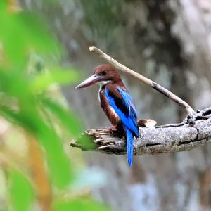 White-throated Kingfisher