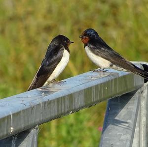 Barn Swallow