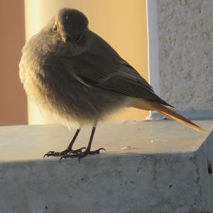 Black Redstart