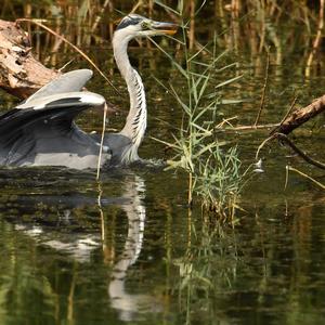 Grey Heron