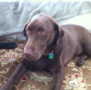Unknown Breed