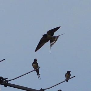 Barn Swallow