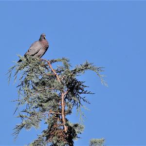 Stock Dove