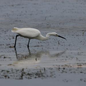 Little Egret