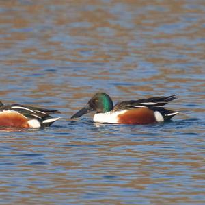 Northern Shoveler