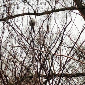 Long-tailed Tit