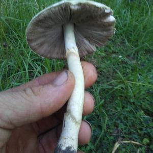 Meadow Agaric