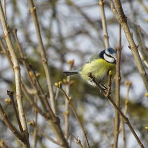 Blue Tit