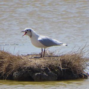 Black-headed Gull