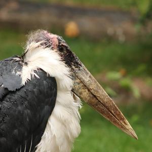 Marabou Stork