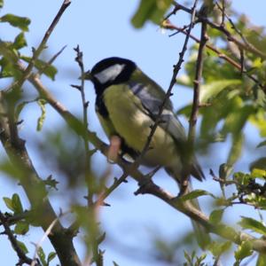 Great Tit