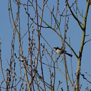 Long-tailed Tit