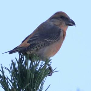 Red Crossbill