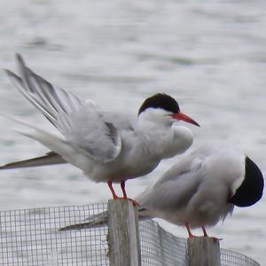 Common Tern