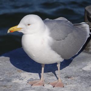 Herring Gull