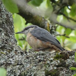 Wood Nuthatch