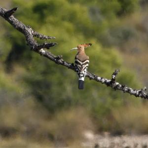 Eurasian Hoopoe