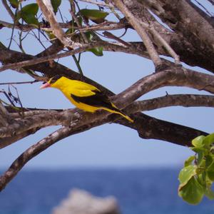 Black-naped Oriole