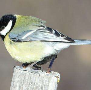 Great Tit